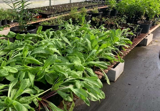 Greenhouse Herbs